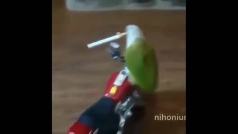 A daring parrot driving a bike while smoking, an unbelievable viral video