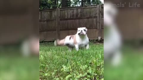 Funniest Dogs And Cats Try Not To Laugh Best Of The 2020 Funny Animal Videos