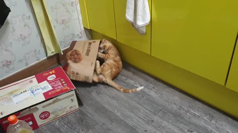 A cat fighting with a paper bag.