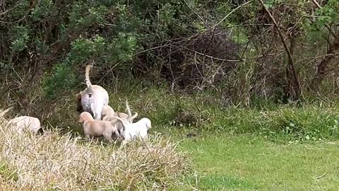 Lab Dad Takes Puppies To Teach Them How To Swim In A Magical Place. Adorable!