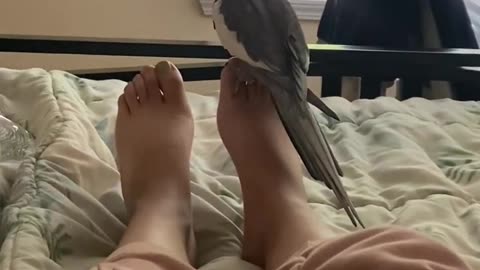 Cockatiel Hunts His Human’s Foot