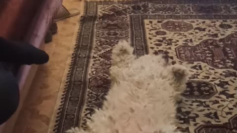 Adorable dog pretends she is sleeping ! Look at her new position !!