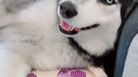 Husky dog enjoying massage