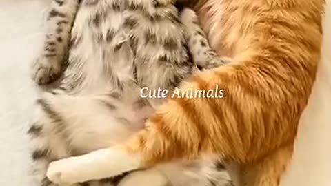 Funny videos 😅#funny #dogs #cats #animal #cute #cat #dog #funnyanimal