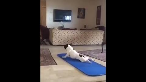 Dogs doing Yoga😨🐕