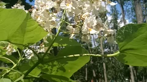 Beautiful Catalpa flowers.