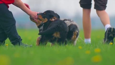 Little boy playing with small dogs