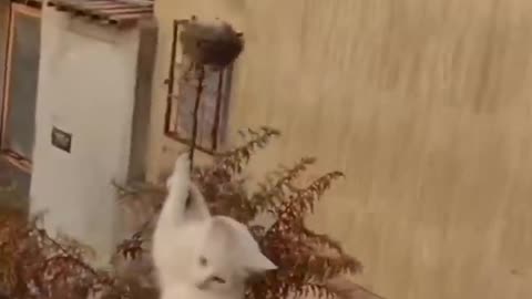 funny animal cat dancing , dog dancing crazy