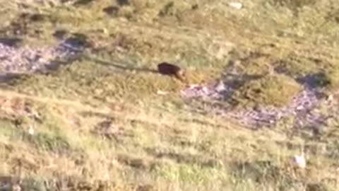 Rare wild bear encounter in Republic of Macedonia