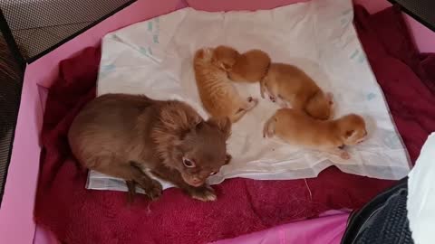 Caramel kittens, are under reliable protection Mustachioed nanny - Arnie