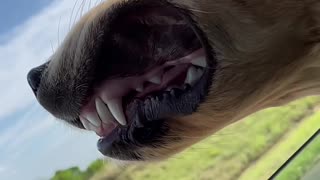 Golden Retriever Gets Face Full Of Fresh Air