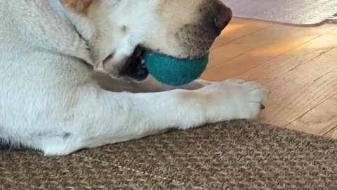 CAN I GET YOUR BALL BUDDY? - FUNNY LABRADOR RETRIEVER - BUDDY #13 VIDEO!