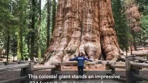 The Top 6 Biggest Trees On Earth