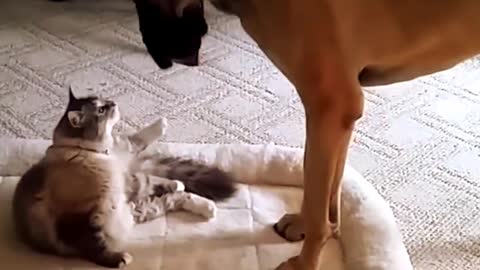 Angry Cats VS Dogs Funny