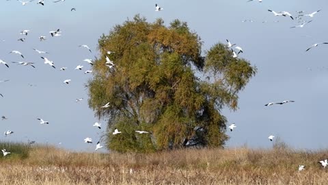 Cello Birds - flying geese