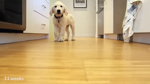 Irresistible Puppy Rush Dinner Time-lapse of Adorable Fur balls Puppy Love Moment