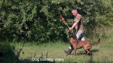 Dog training videos dog