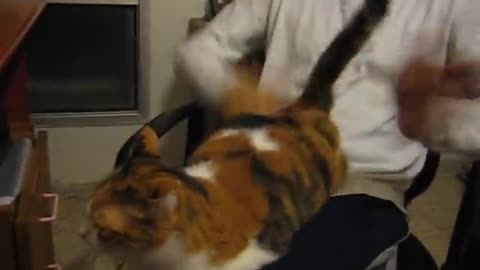 Spanking the cat