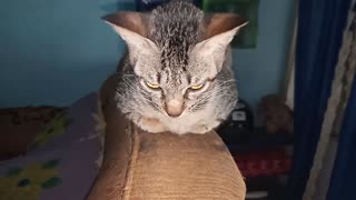 Cat is upset