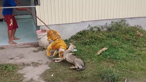 Wow Nice Fake Tiger Prank Dog!!! Dog Run Very Funny Prank Video 2021