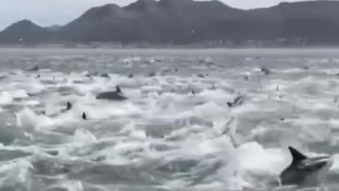 STRANGE PHENOMENON ~ DOLPHINS CREATING A TURBINE IN THE WATER