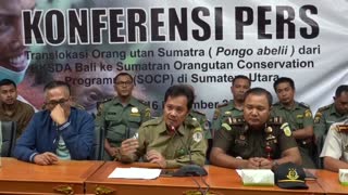 Orangután hallado en una maleta regresa a su isla de origen en Indonesia