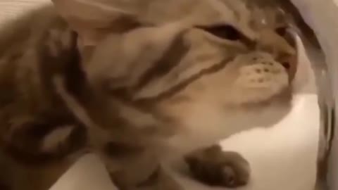 Funy cat drinking water try not to lough comedy catvideo 2022