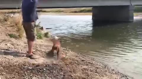 Beckett on the Gallatin River getting ready for hunting season