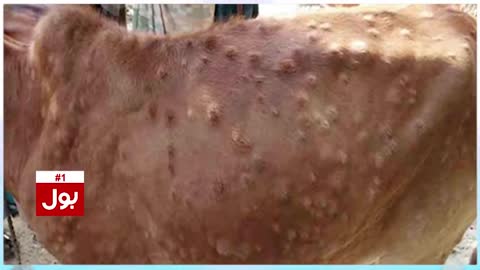 WARNING! DO Not Eat Cow Meat and Milk | Lumpy Skin Disease Virus Latest Updates