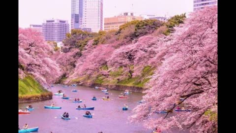 This is what the largest sakura garden in the world looks like