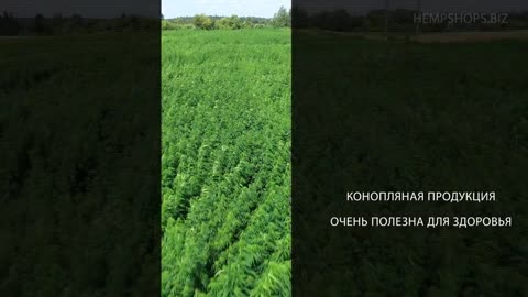 Изделия из конопли от производителя российской конопли. Легально можно купить продукцию из конопли.