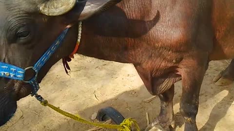 milking by hand buffalo breeds in Pakistan | milking by buffalo