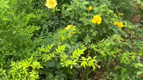 The yellow flowers attract butterflies