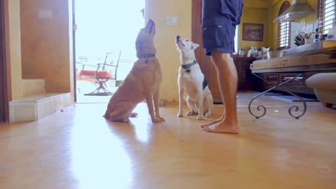 Dog training videos