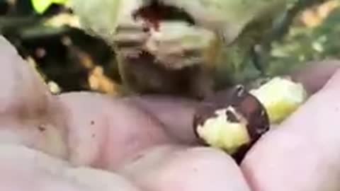 funny squirrel stuffing the nuts