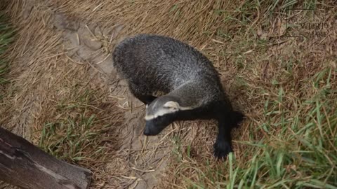 Watch a mole dig tunnels in the "Mole Farm". Live Trapping