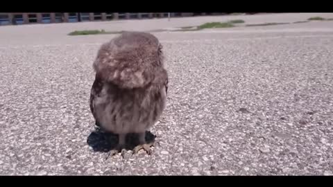 owl hatching baby