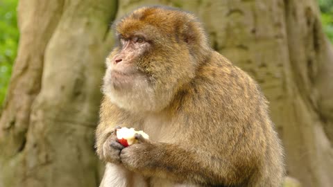 Beautiful monkey eating an apple