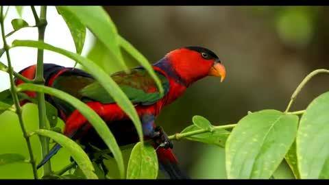 bird of paradise Indonesia 2021