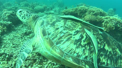 See how big is this green sea turtle