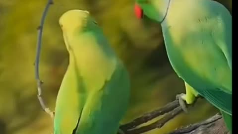 Beautiful parrots 🦜