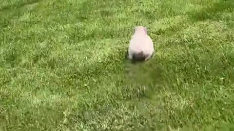 Funny pig running