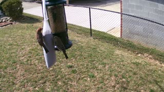 Finches at the feeder March 9, 2021