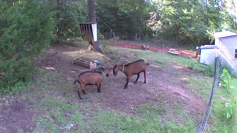 Goats feeling playful