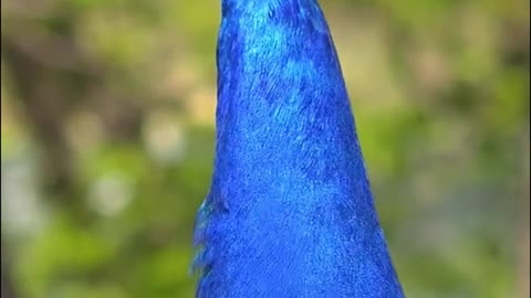 Have you ever hear about the sounds of peacock