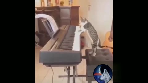 cat playing keyboard