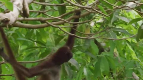 Monkey jumping on tree 🌴