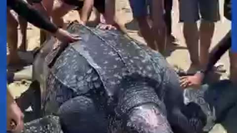 This trapped sea turtle is MASSIVE! 😱🐢