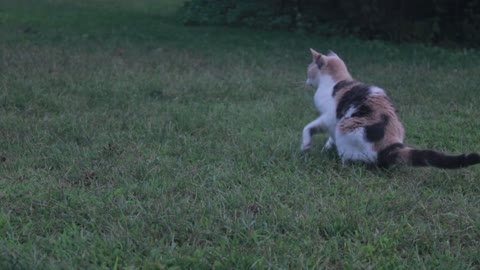 Cat playing in park