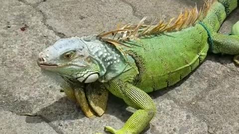 wonderful brazilian iguana viral